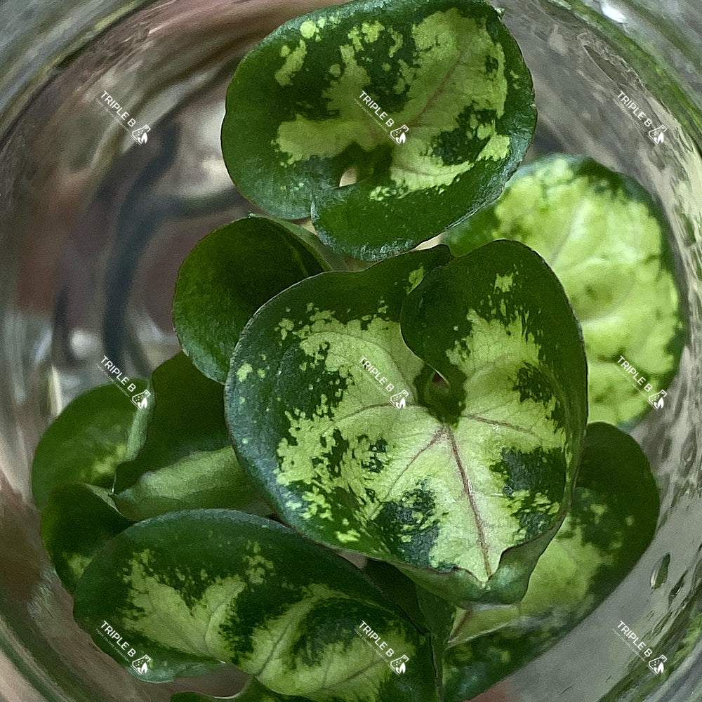 Tissue Culture - Syngonium Green Splash