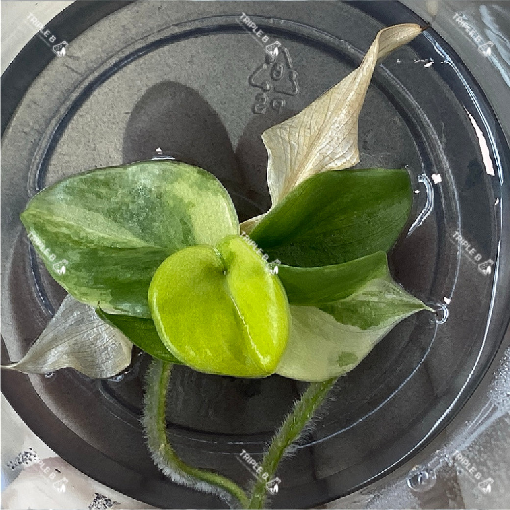 Tissue Culture - Monstera Aurea