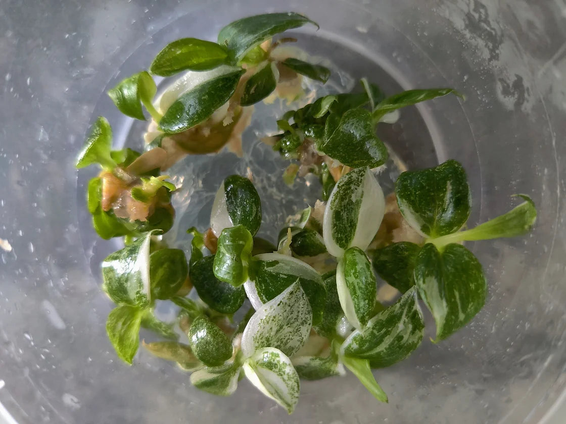 philodendron white wizard tissue culture Tissue Culture