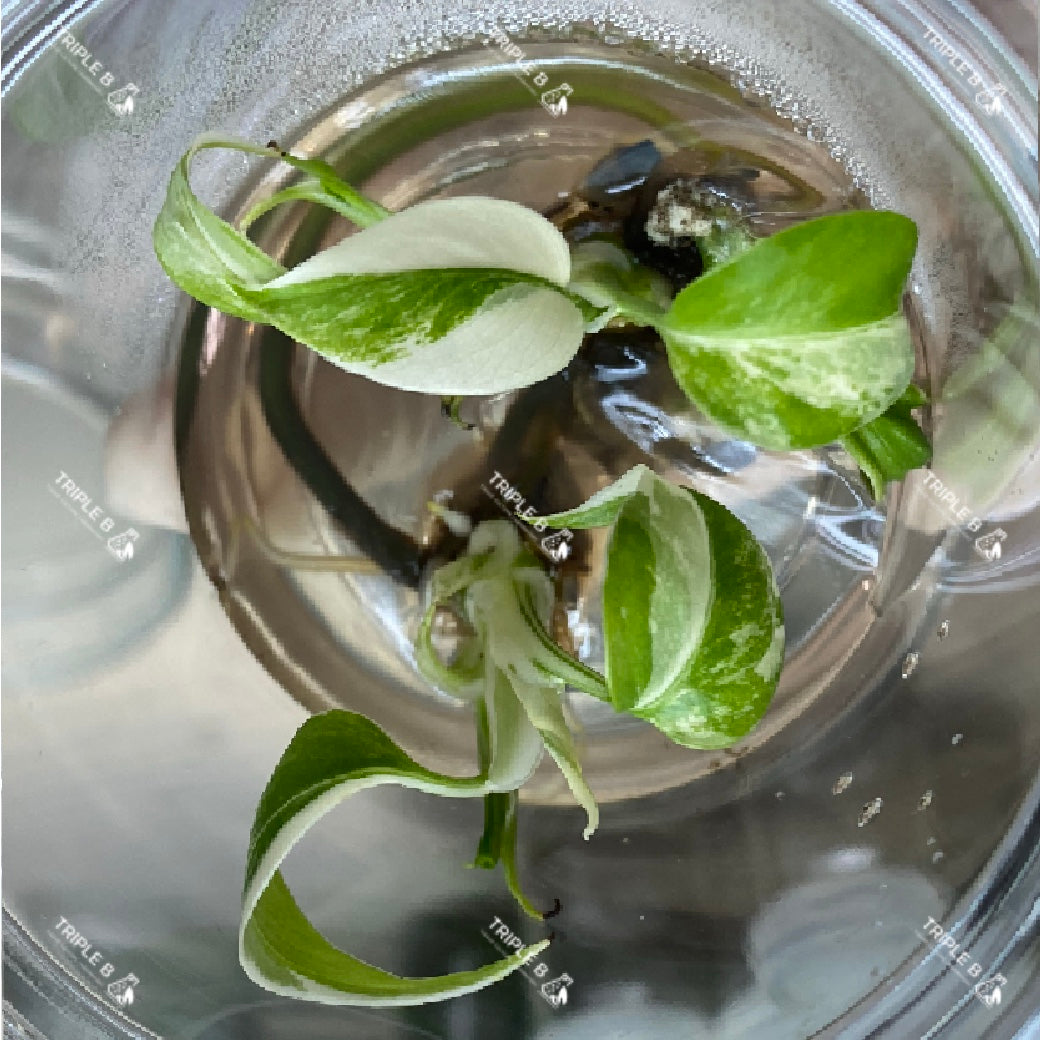 Monstera Albo Tissue Culture  