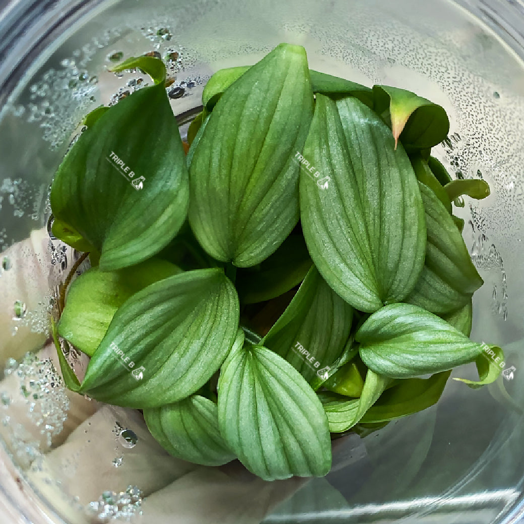 tissue culture philodendron Tissue Culture