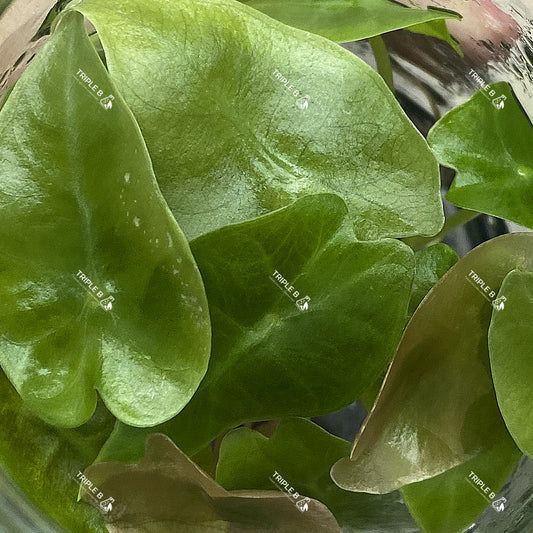 Tissue Culture - Alocasia Amazonica Variegated