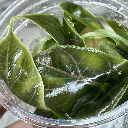 Tissue Culture - Alocasia Azlanii