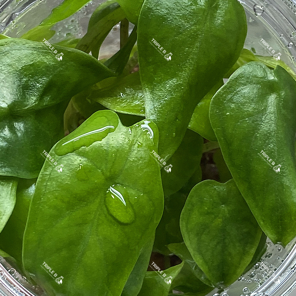 Tissue Culture - Alocasia Batwing