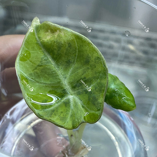 Tissue Culture - Alocasia Black velvet yellow Variagated