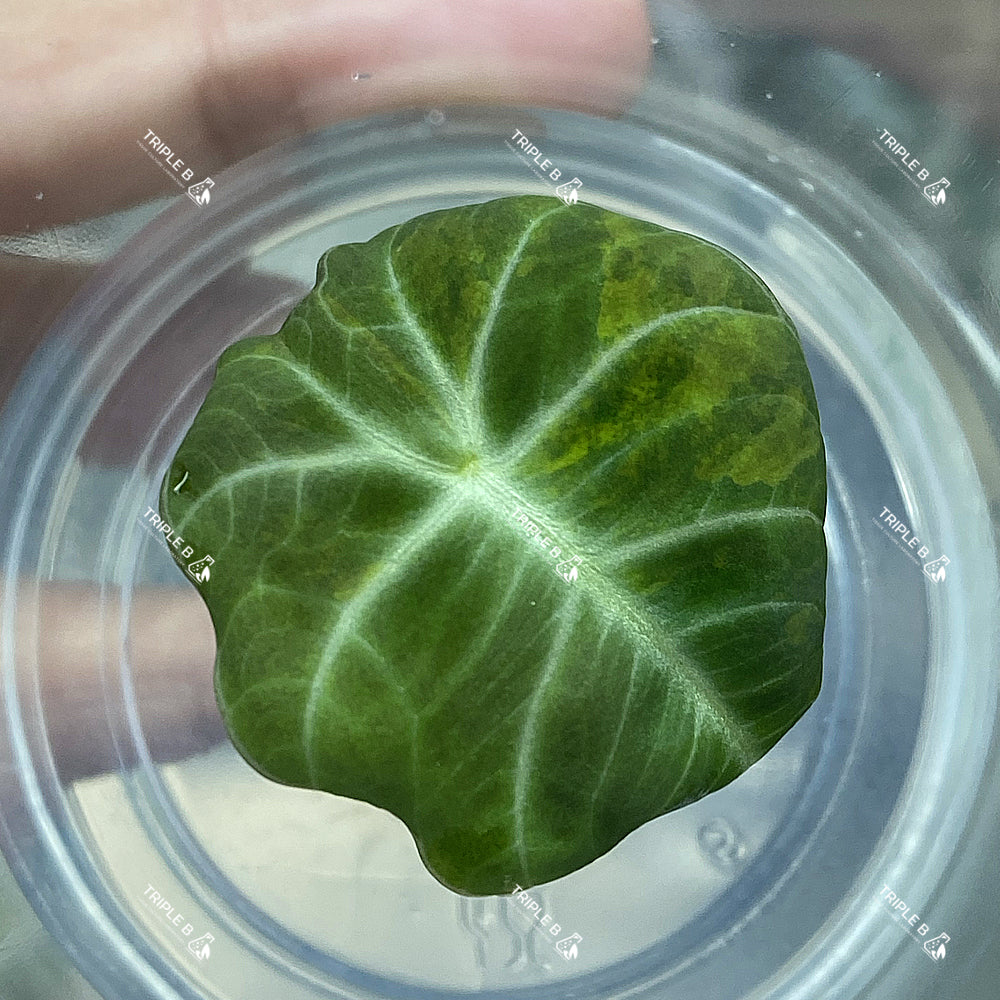 Tissue Culture - Alocasia Black velvet yellow Variagated