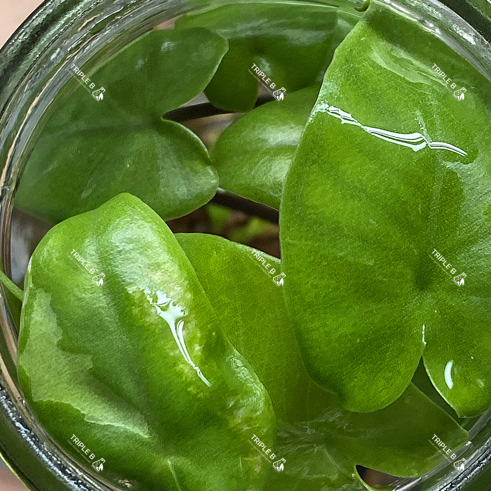 Tissue Culture - Alocasia BlackStem