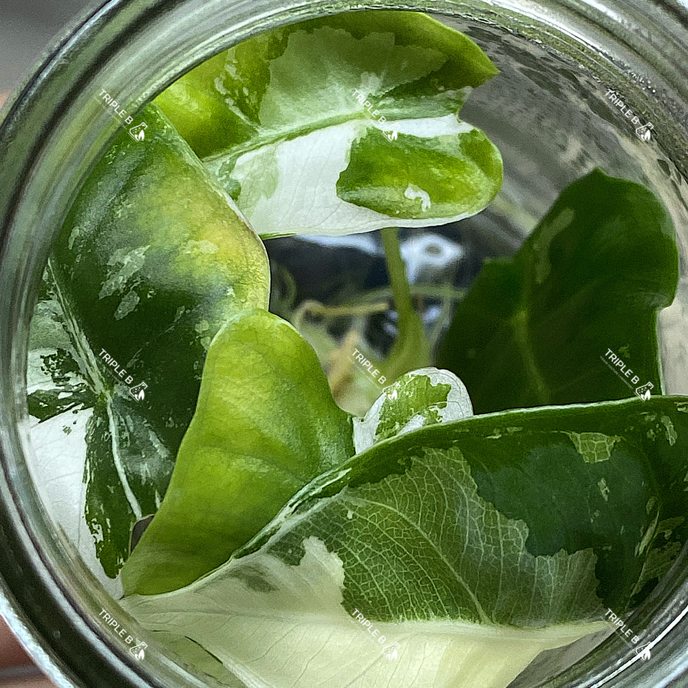 Tissue Culture - Alocasia Frydek Variegated