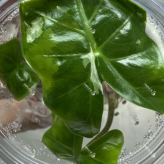 Tissue Culture - Alocasia Portora