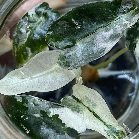 Tissue Culture - Alocasia bambino Albo