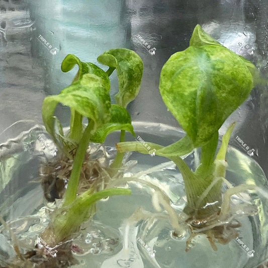 Tissue Culture - Alocasia Ninja Splash