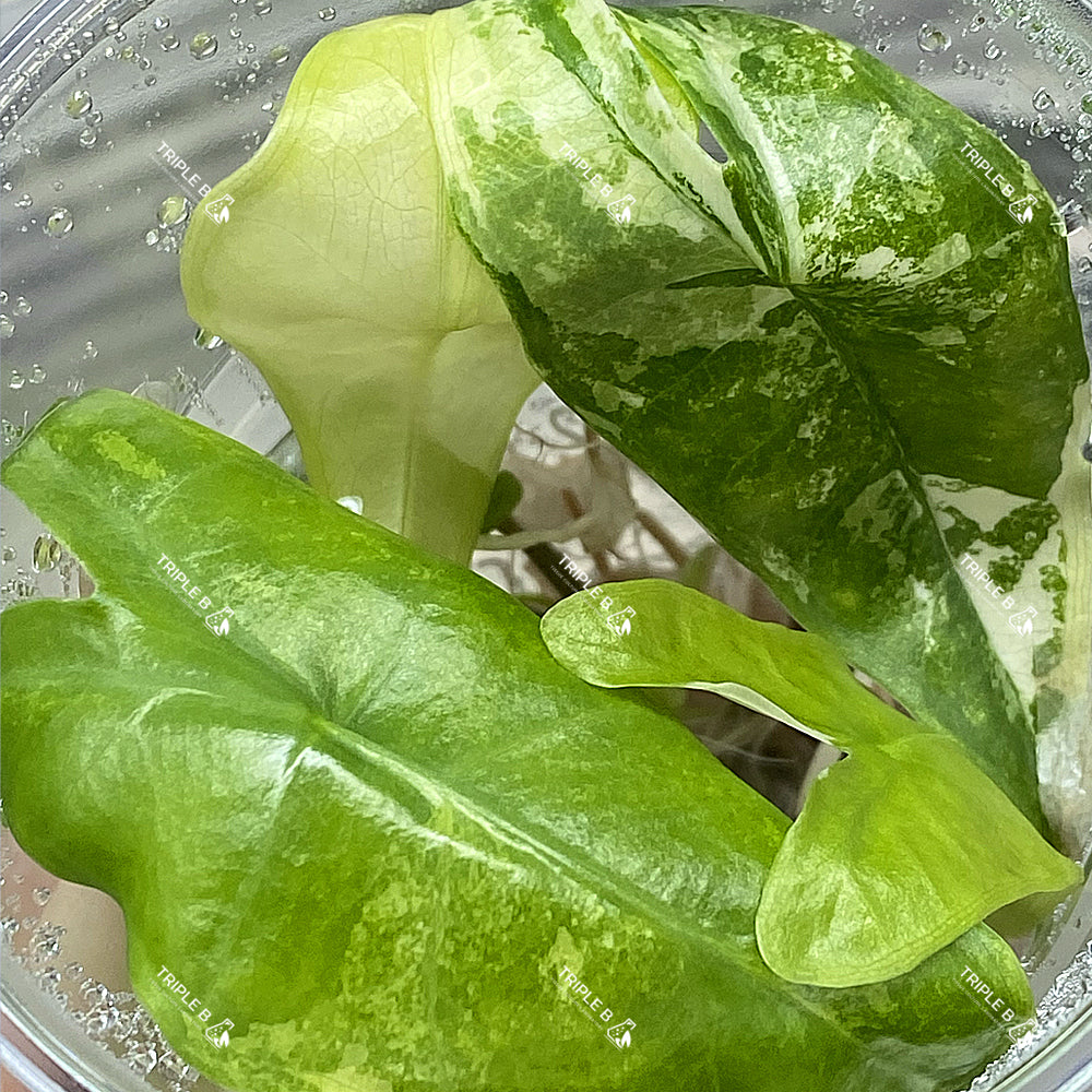 Tissue Culture - Alocasia Longiloba Albo Variegated