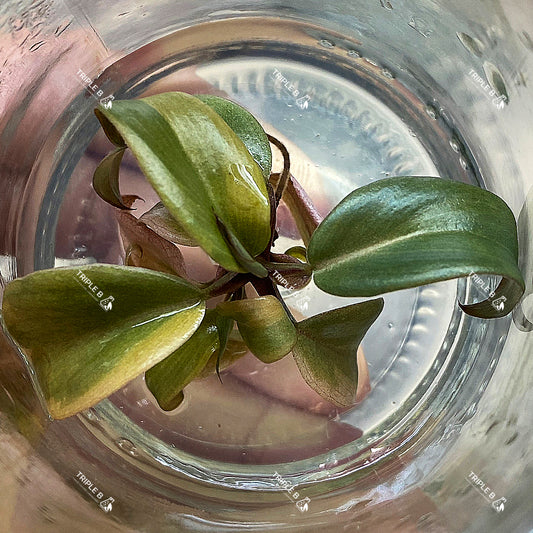 Tissue Culture - Philodendron Black Cardinal