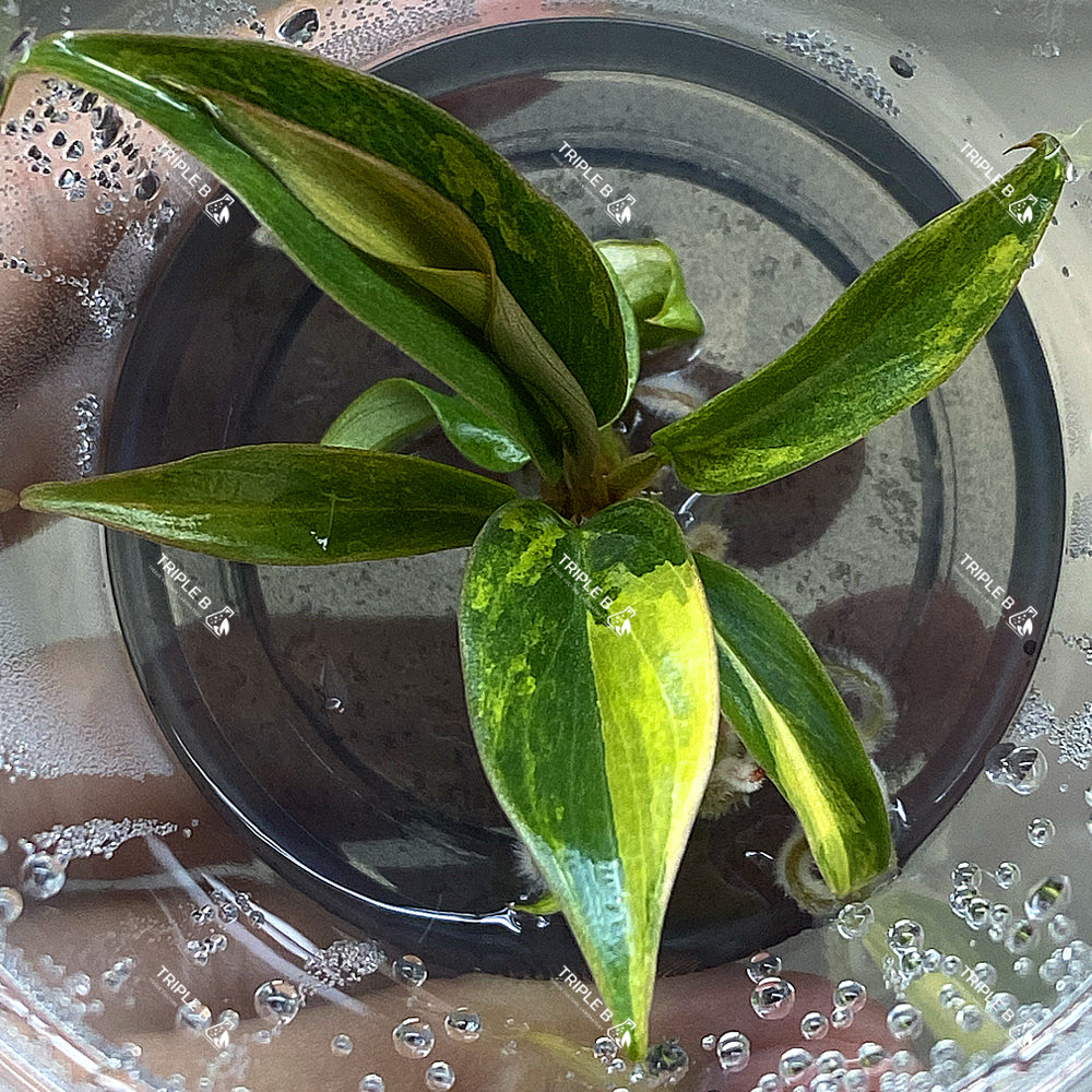 Tissue Culture - Philodendron Caramel marble Variagated