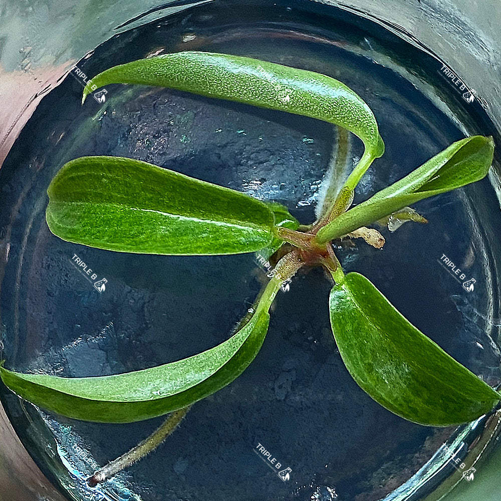 Tissue Culture - Philodendron Caramel Mint  Variagated