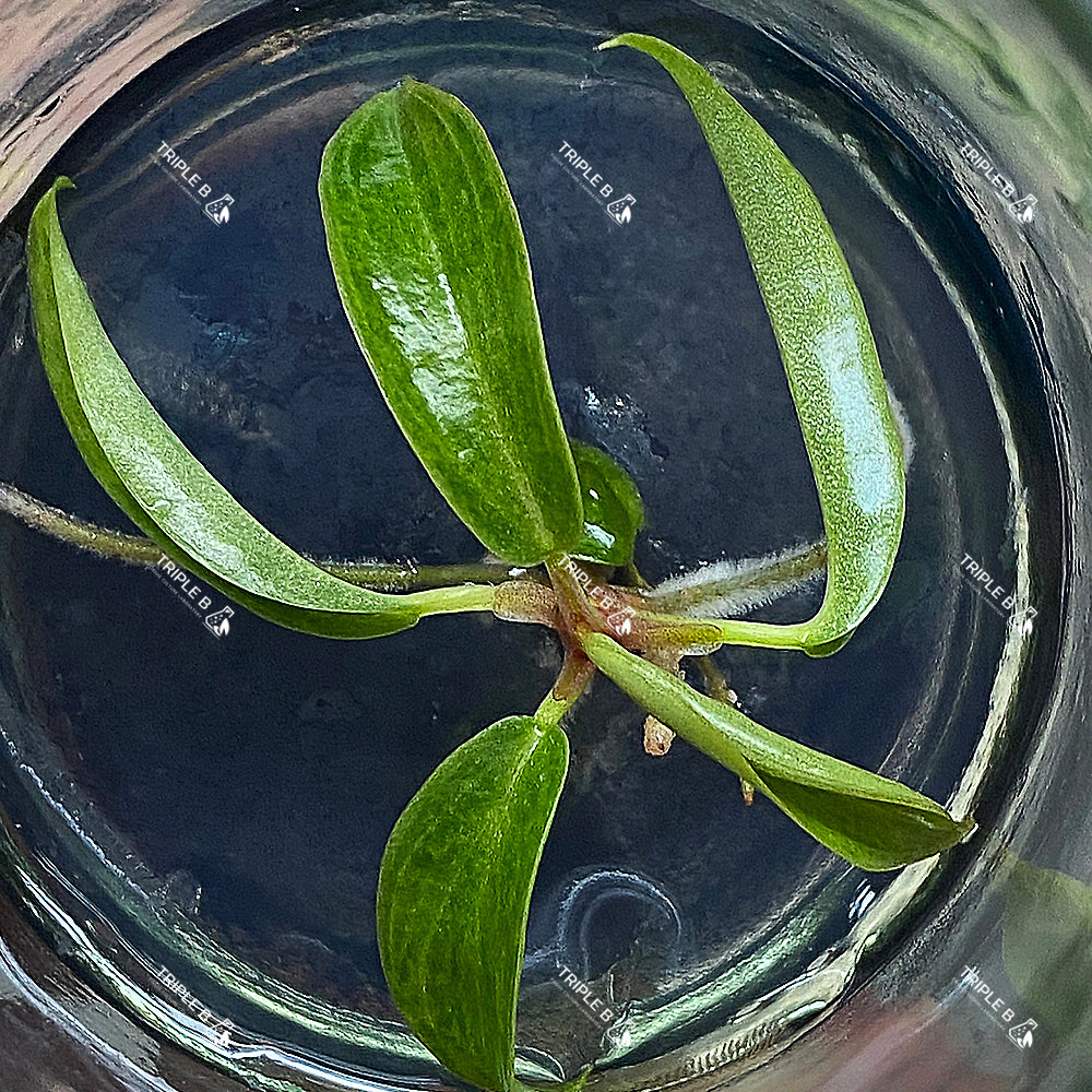 Tissue Culture - Philodendron Caramel Mint  Variagated