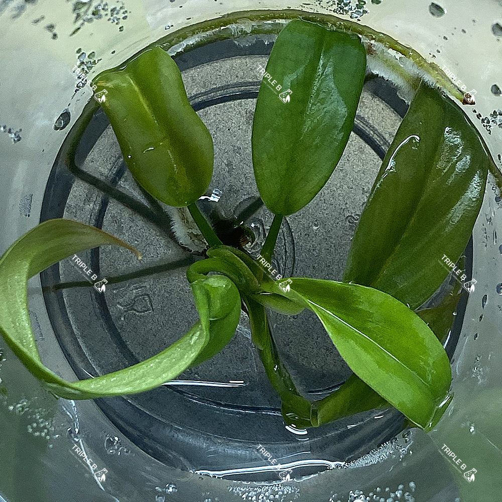 Tissue Culture - Philodendron Giggas