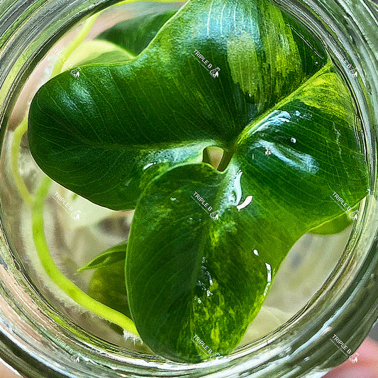 Tissue Culture - Philodendron Goeldii Variegated