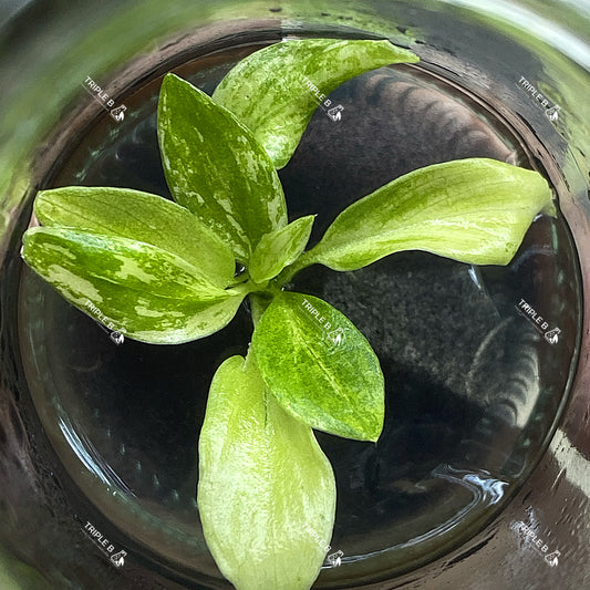 Tissue Culture - Philodendron Joepii