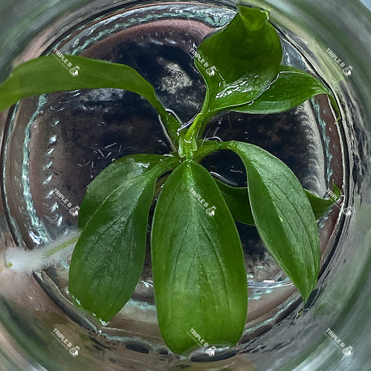 Tissue Culture - Philodendron Patriciae