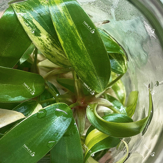 Tissue Culture - Philodendron Pink Strawbery Shake