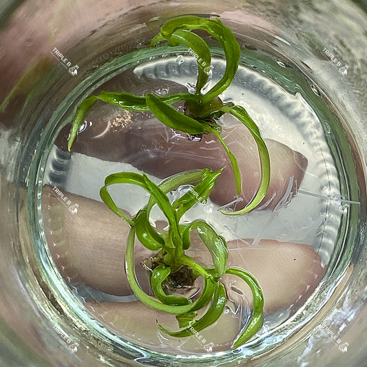 Tissue Culture - Philodendron Polypodioides