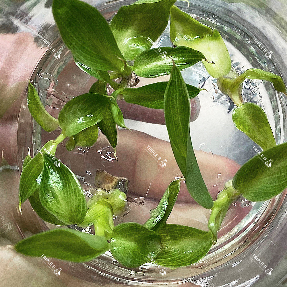 Tissue Culture - Philodendron Spiritus Sancti