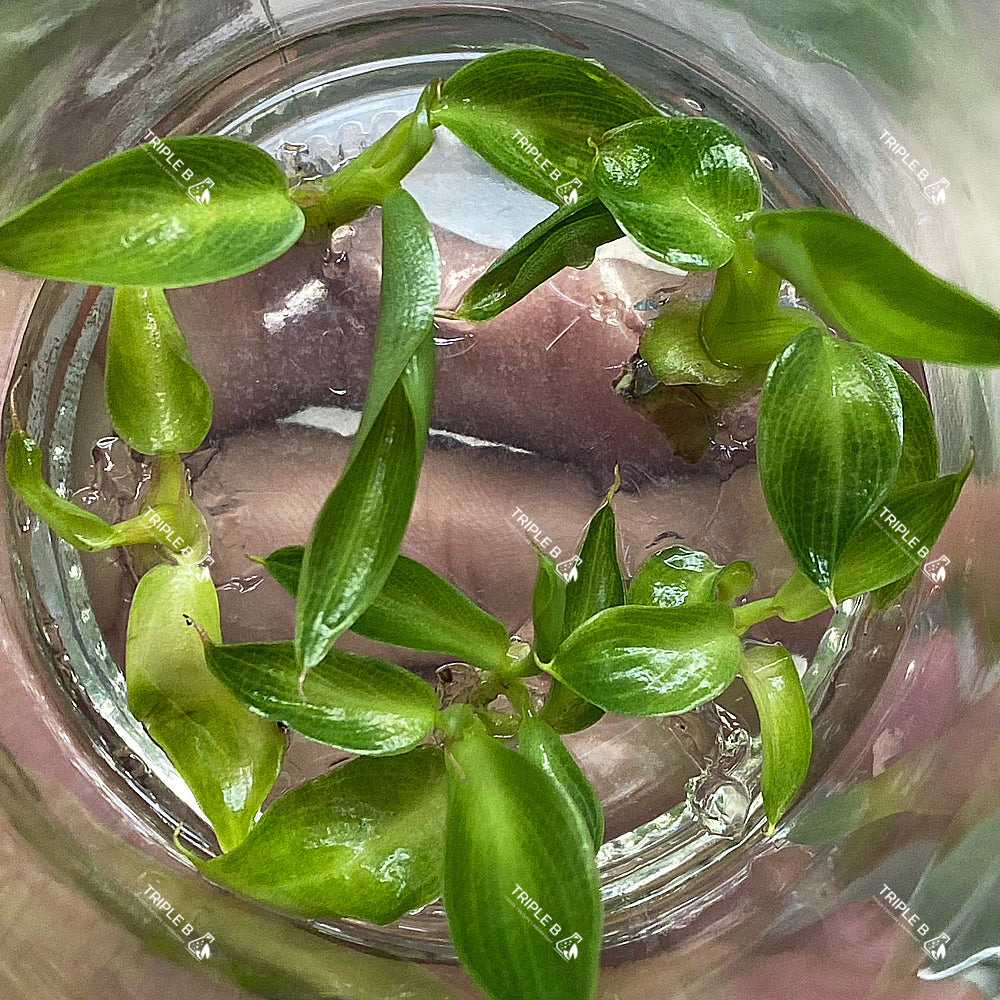 Tissue Culture - Philodendron Spiritus Sancti