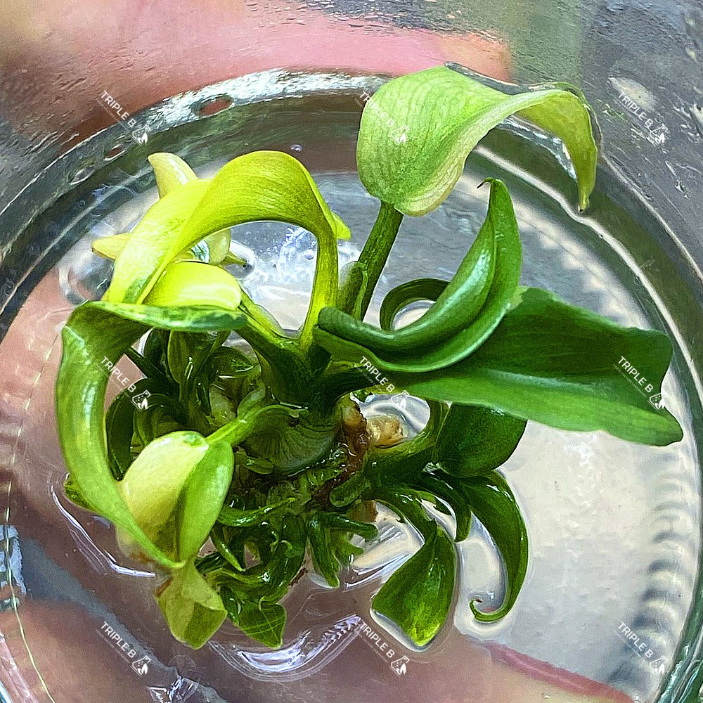 Tissue Culture - Philodendron Violin