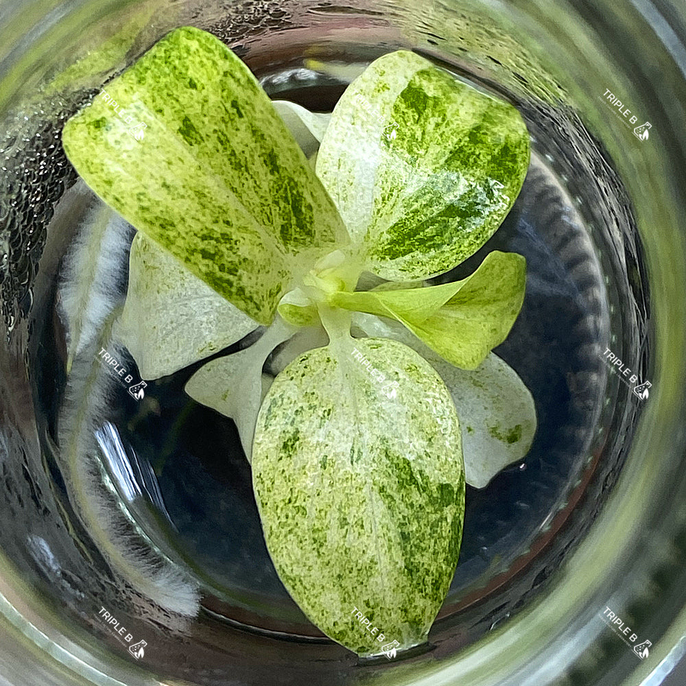 Tissue Culture - Philodendron giganteum Variegated