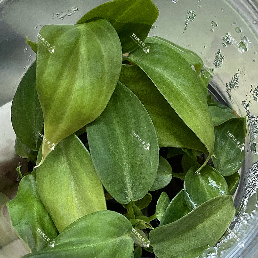 Tissue Culture - Philodendron Melanochrysum