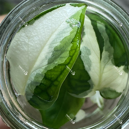 Tissue Culture - Syngonium Chiapense Variegated