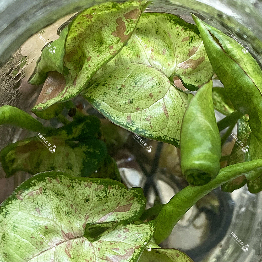 Tissue Culture - Syngonium Confetti Tricolor