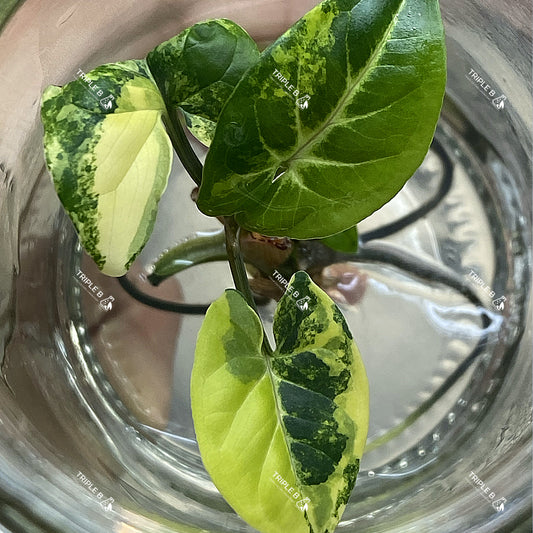 Tissue Culture - Syngonium podophyllum Aurea Yellow Variegated ( เงินไหลมาด่างเหลือง )