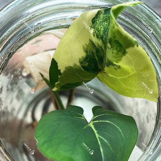 Tissue Culture - Syngonium Podophyllum Albo Variegated เงินไหลมาด่าง