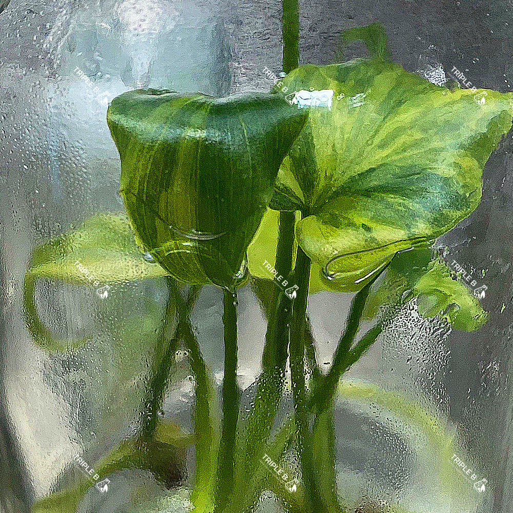 Tissue Culture - Thaumatophyllum Williamsii Variegated