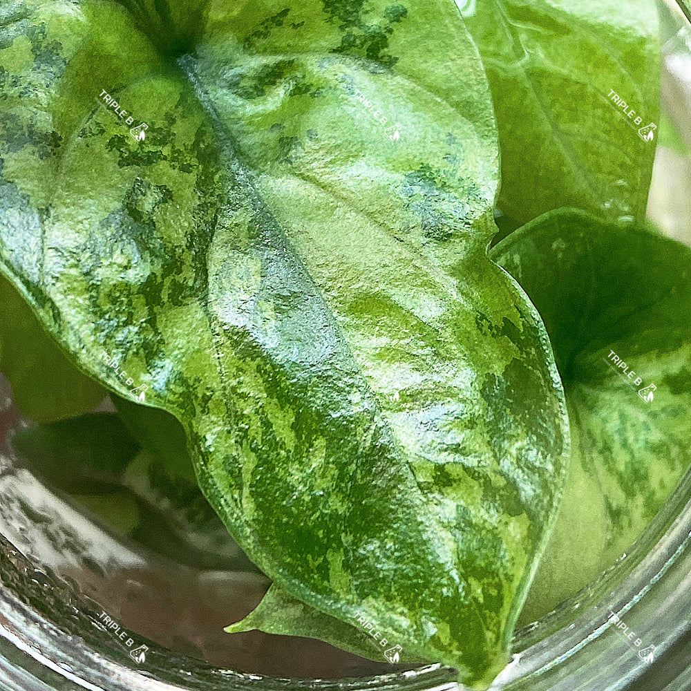 Tissue Culture - Alocasia Sinuata Variegated