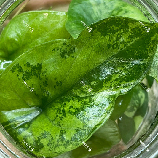 Tissue Culture - Alocasia Sinuata Variegated