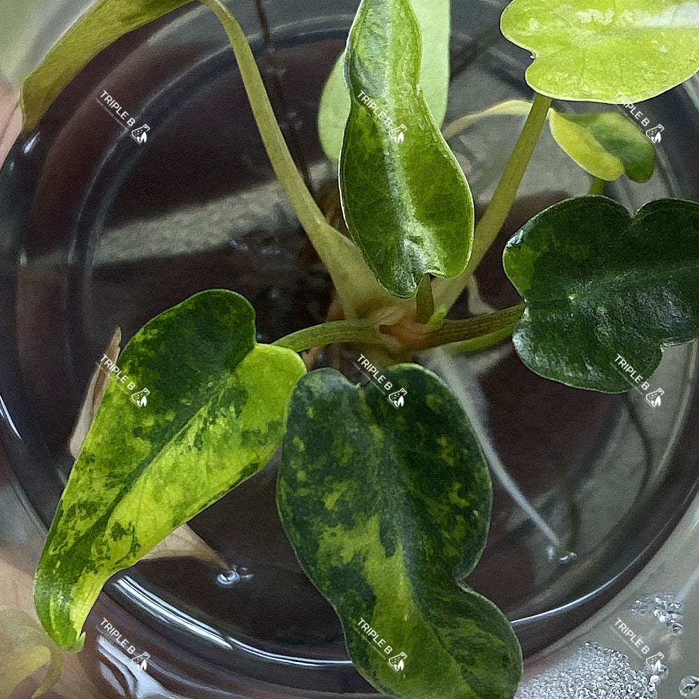 Tissue Culture - Alocasia bambino Aurae