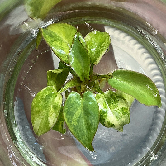 Tissue Culture - Philodendron billietiae variegated