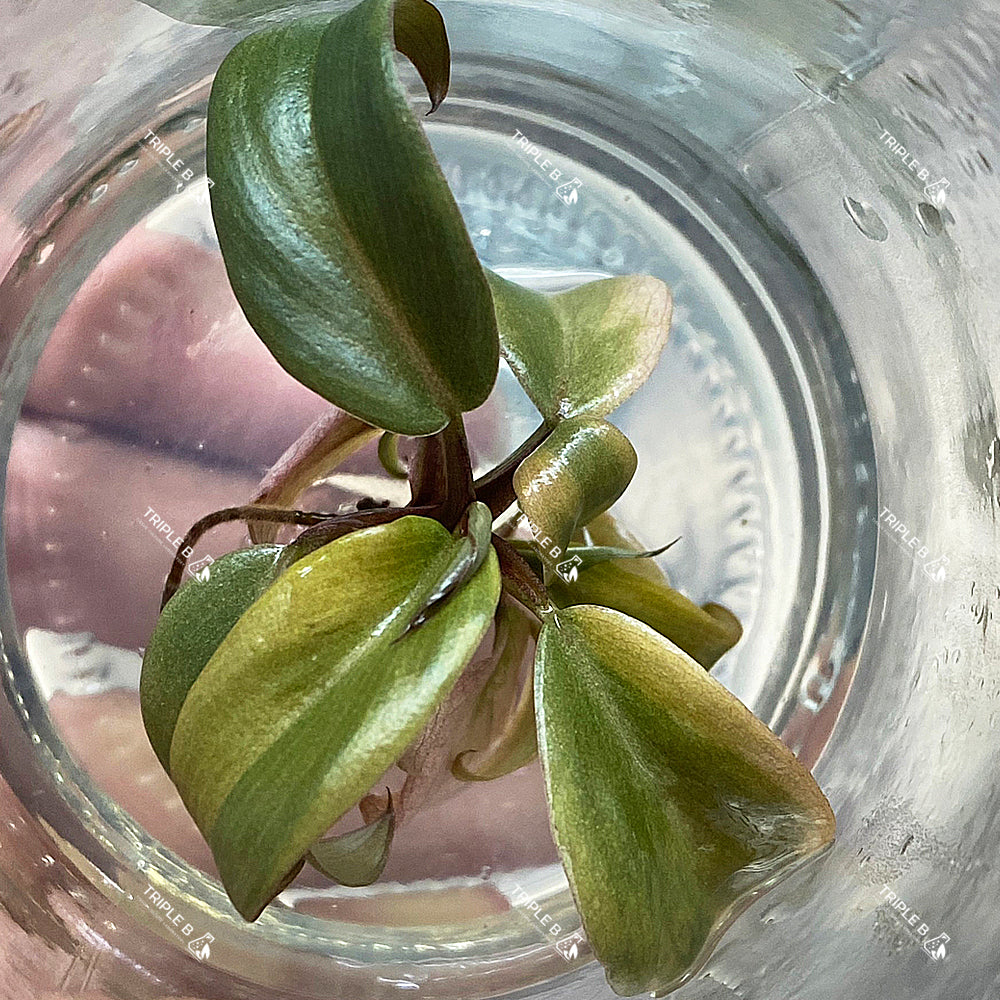 Tissue Culture - Philodendron Black Cardinal