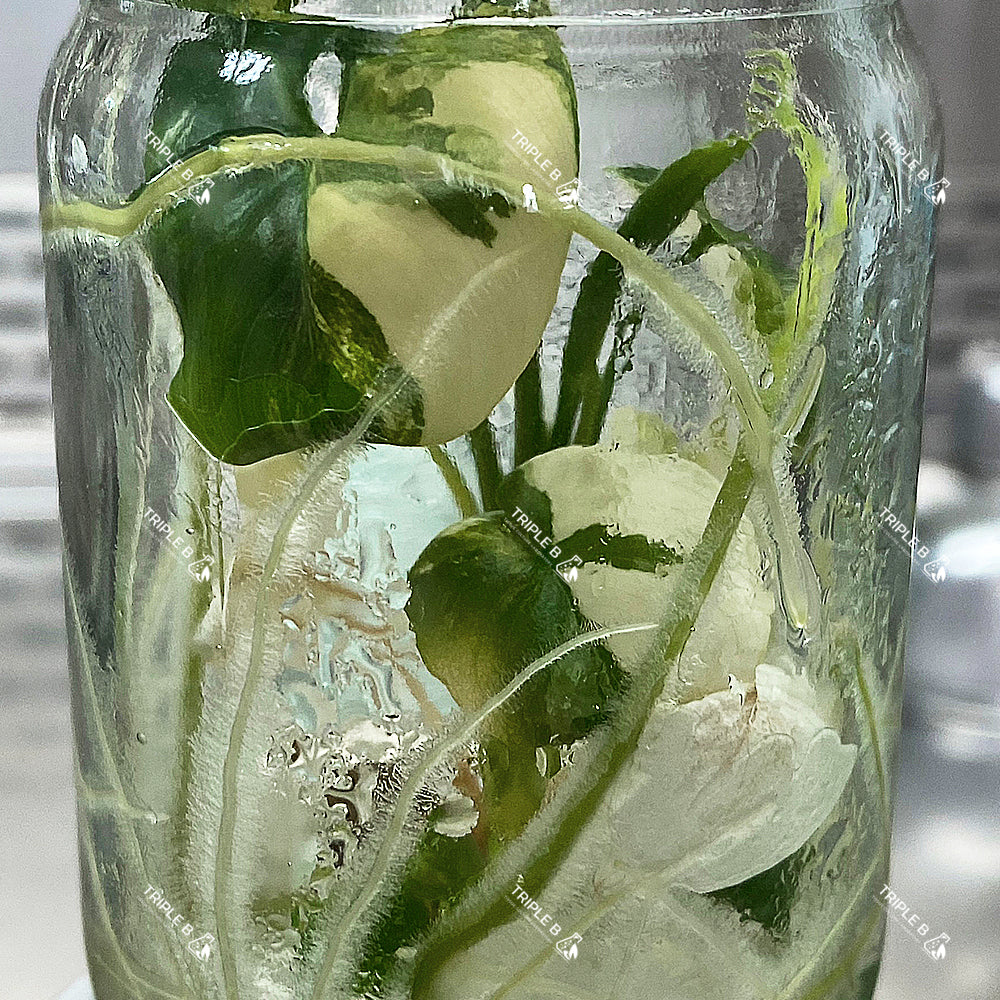 Tissue Culture - Philodendron Goeldii Variegated