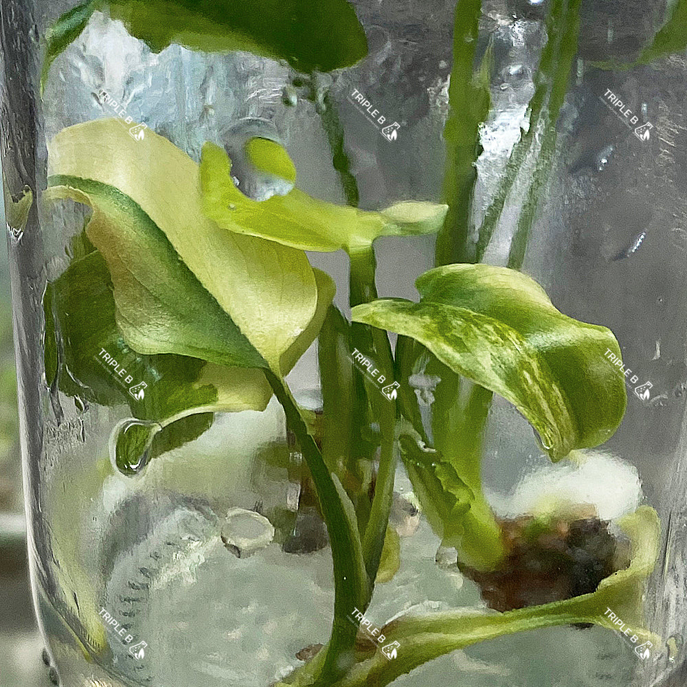 Tissue Culture - Thaumatophyllum Williamsii Variegated