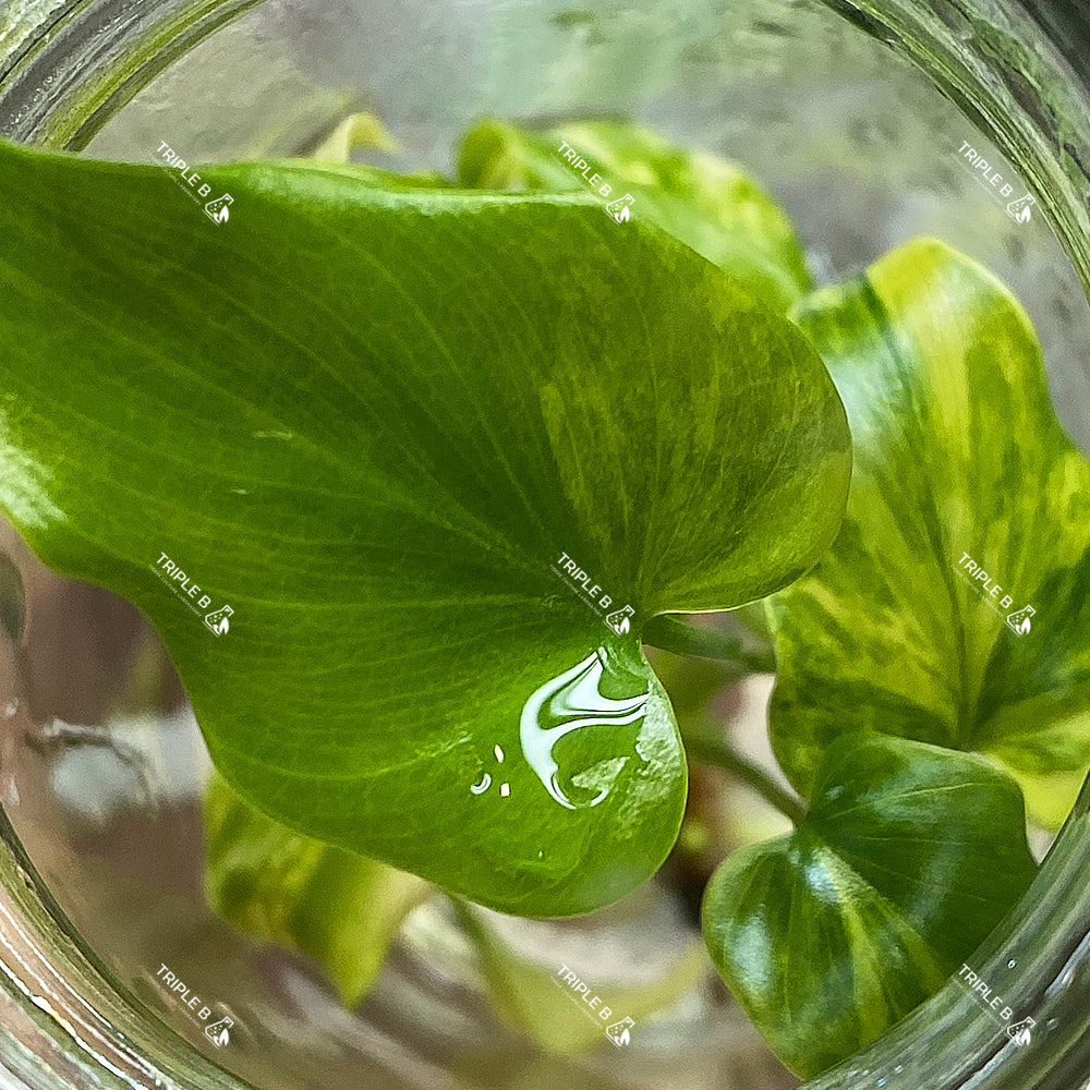 Tissue Culture - Thaumatophyllum Williamsii Variegated