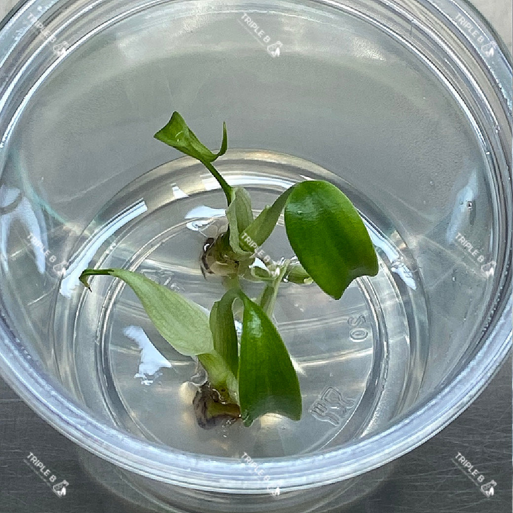 Tissue Culture  - Monstera Dilacerata ( Burle Marx Flame )