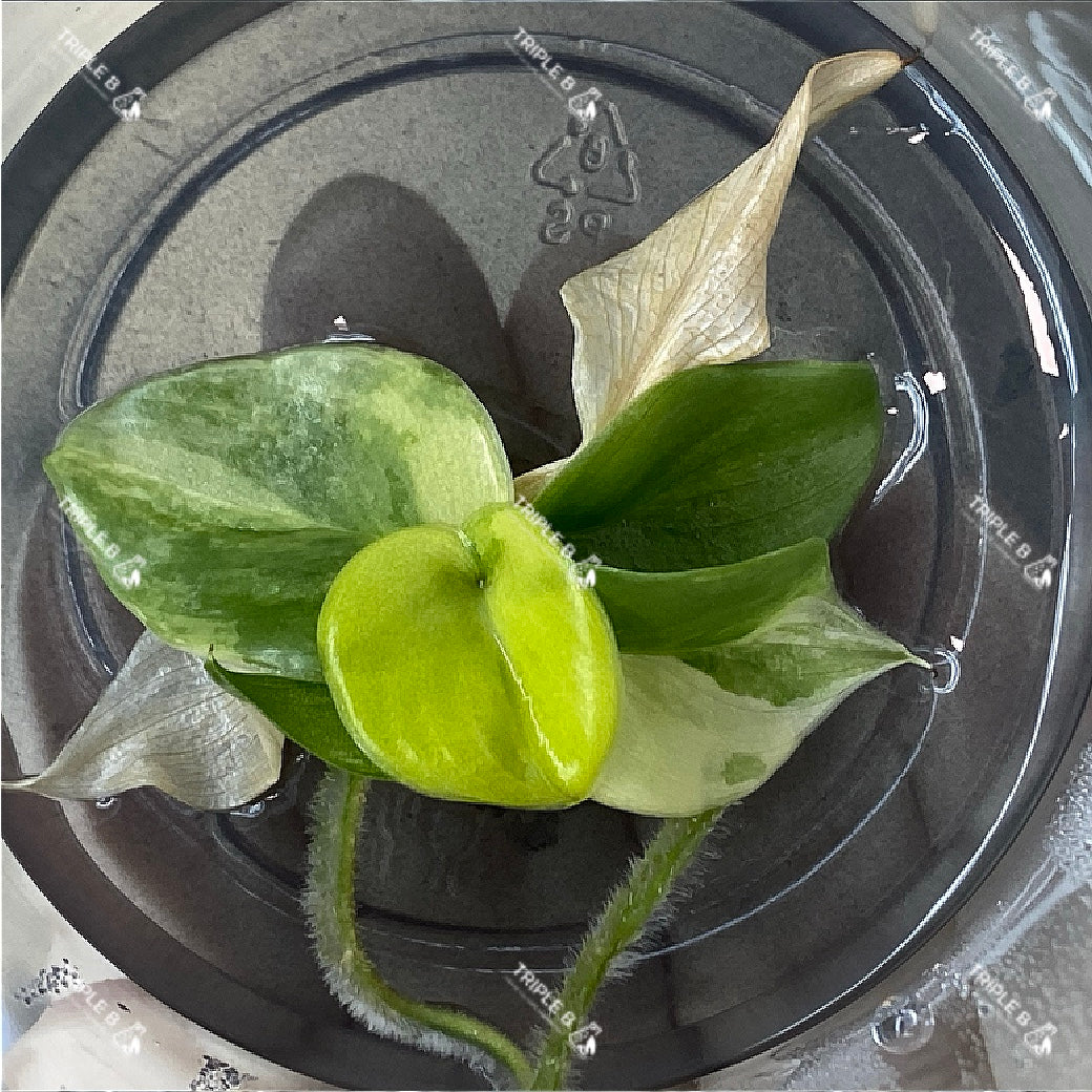 Tissue Culture  - Monstera  Aurea