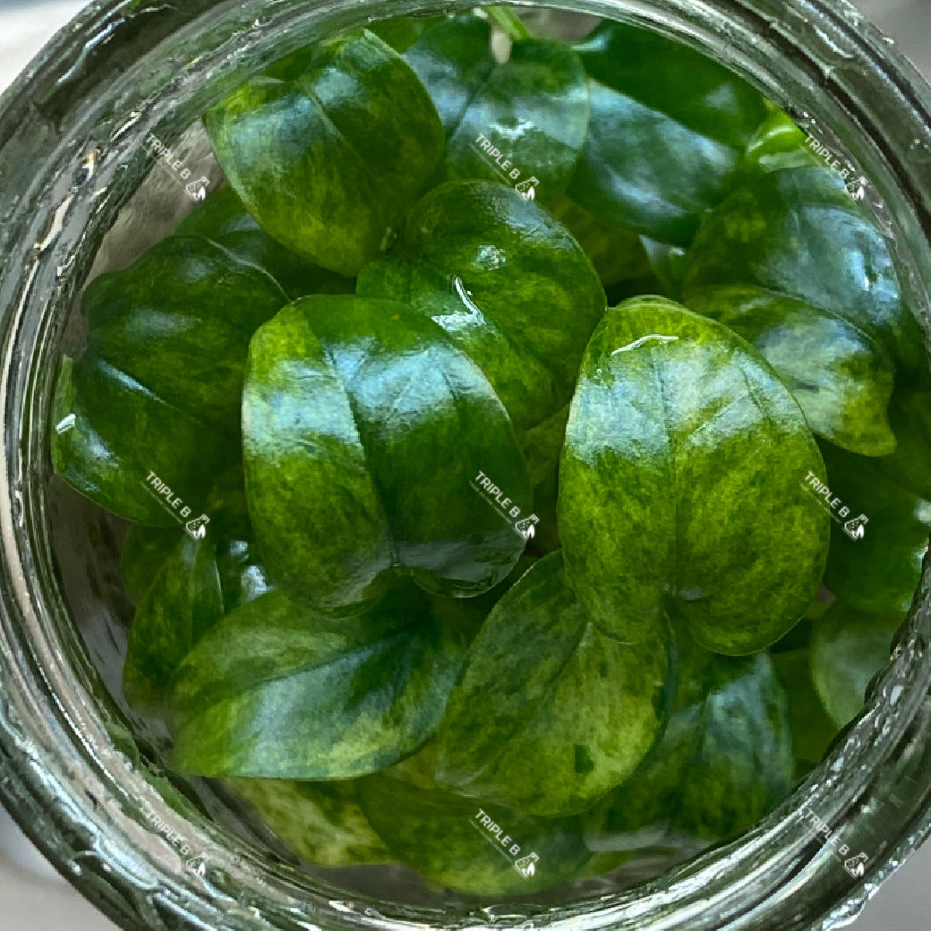 Tissue Culture - Epipremnum Cebub Blue mint Variegated