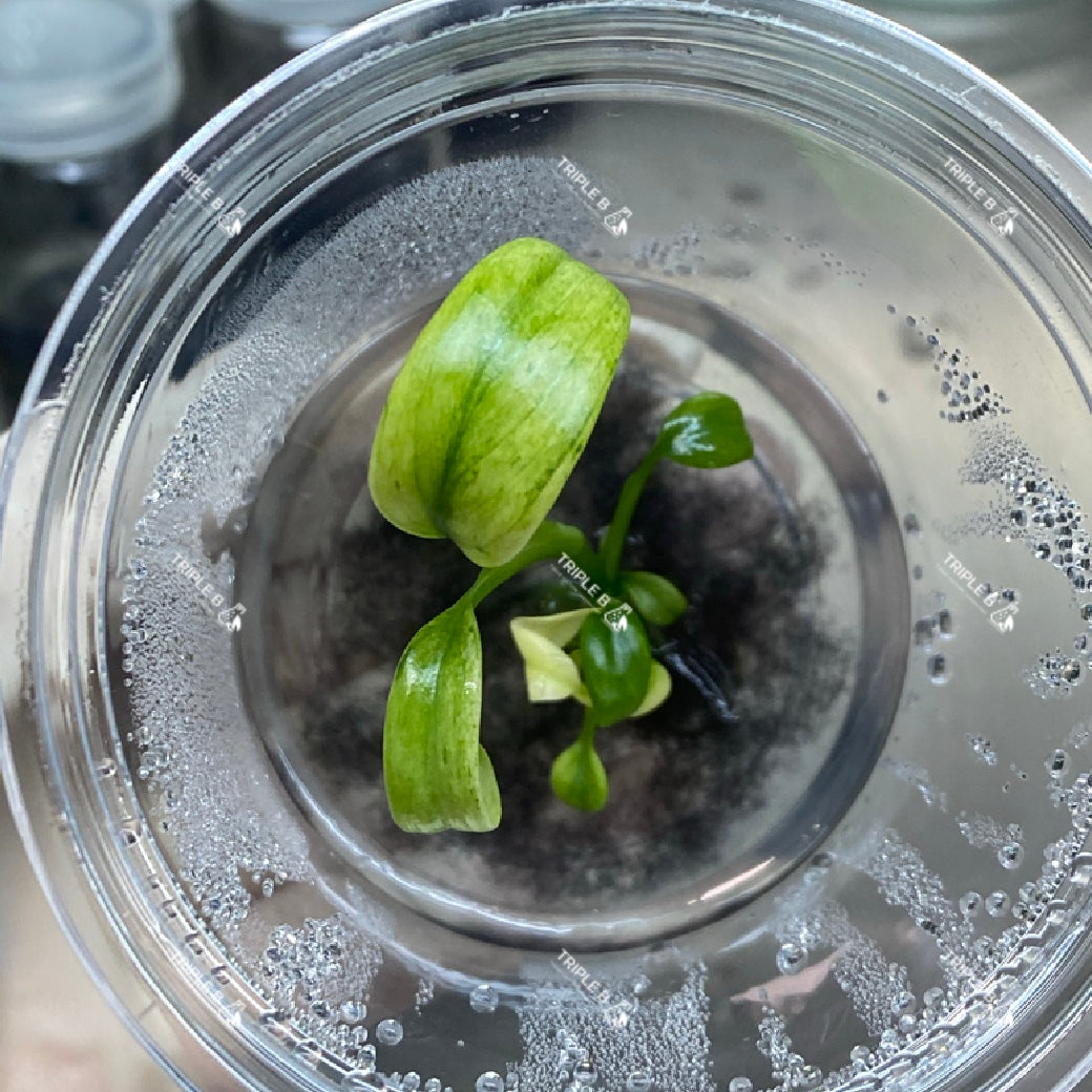 Tissue Culture - Epipremnum Giganteum