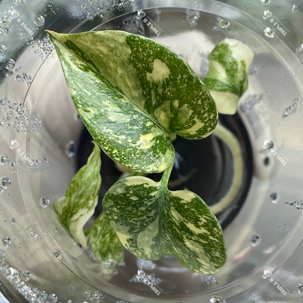 Tissue Culture  - Monstera Thai Constellation