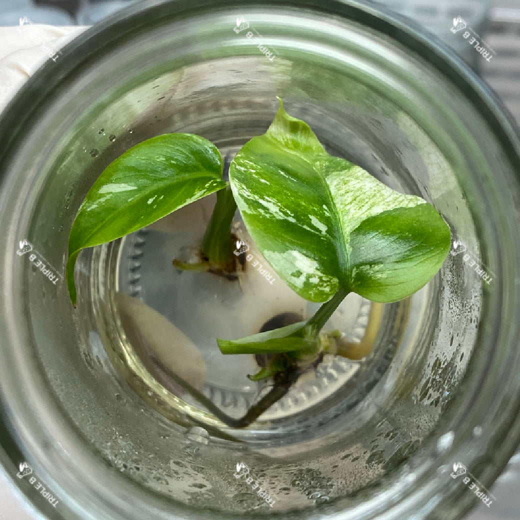 Tissue Culture - Monstera Mint